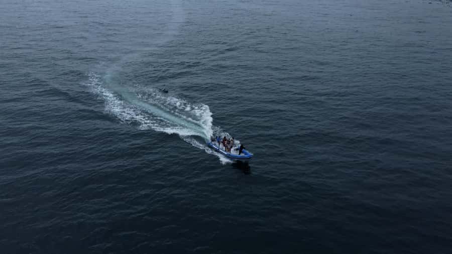 Cape Town: Marine Biologist Led Safari Tour - V&A Waterfront - Should you book the African Ocean Safaris tour?