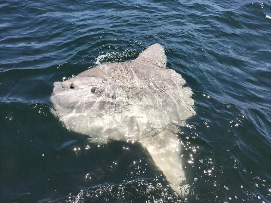 Cape Town: Marine Biologist Led Safari Tour - V&A Waterfront - What the marine biologist adds