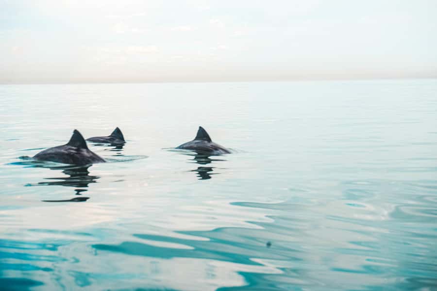 Cape Town: Marine Life Kayak Tour From the V&A Waterfront - Watching for dolphins, seals, and penguins