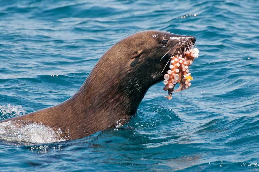 Cape Town: Marine Wildlife Tour from the V&A Waterfront - Key points to know before booking