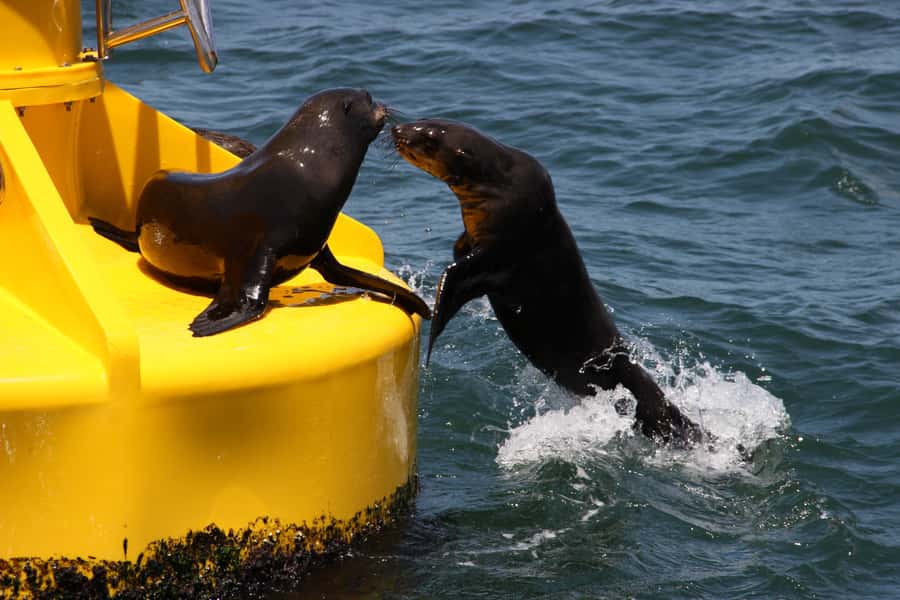 Cape Town: Marine Wildlife Tour from the V&A Waterfront - Who should book this Cape Town boat tour?