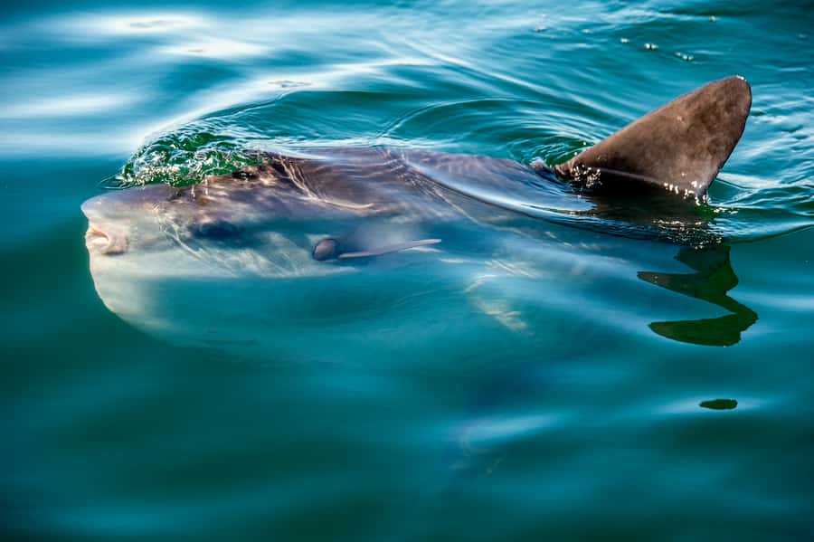 Cape Town: Marine Wildlife Tour from the V&A Waterfront - Dolphins, the bay’s most reliable thrill