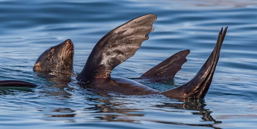 Cape Town: Marine Wildlife Tour from the V&A Waterfront - Seals, penguins, and smaller surprises