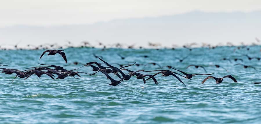 Cape Town: Marine Wildlife Tour from the V&A Waterfront - Whale season and realistic expectations
