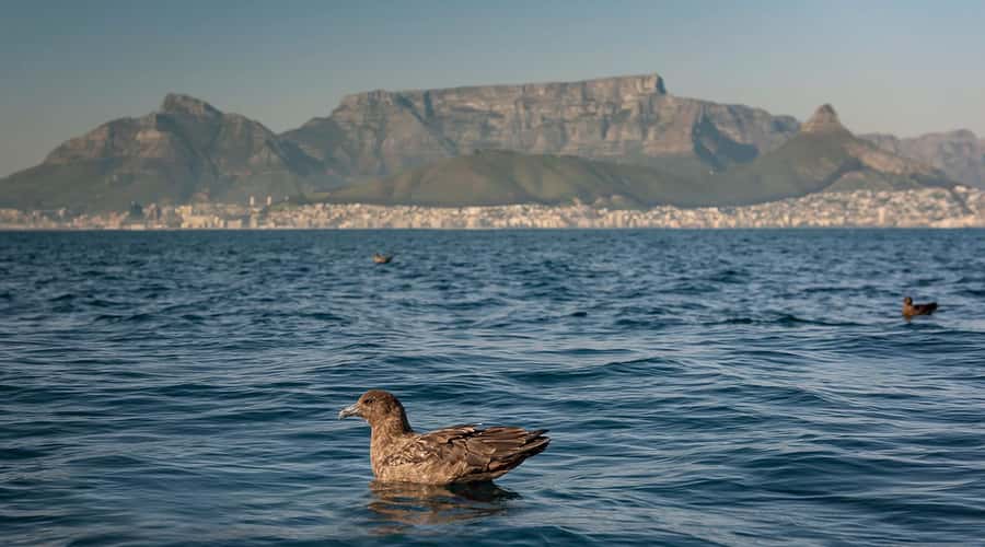Cape Town: Marine Wildlife Tour from the V&A Waterfront - The crew makes the difference