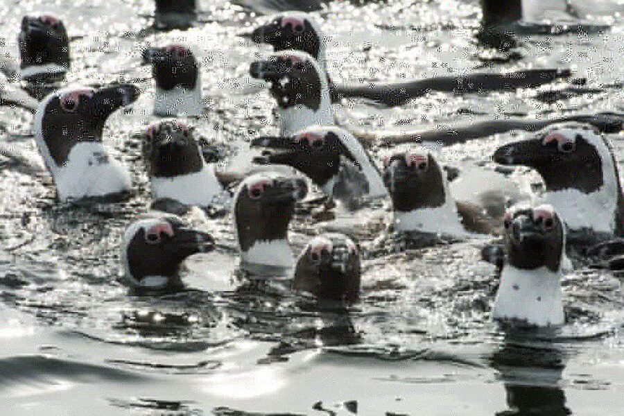Cape Town: Marine Wildlife Tour from the V&A Waterfront - Is $61 good value for 90 minutes?