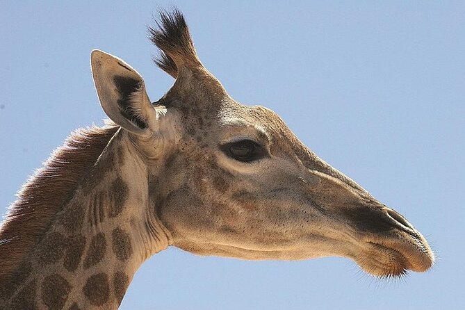 Cape Town Morning or Afternoon Safari Pick up Drop off Included - Key Points at a Glance