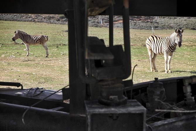 Cape Town Morning or Afternoon Safari Pick up Drop off Included - Why Aquila Works for a Short Cape Town Visit