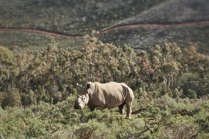 Cape Town Morning or Afternoon Safari Pick up Drop off Included - The Two-Hour 4x4 Game Drive