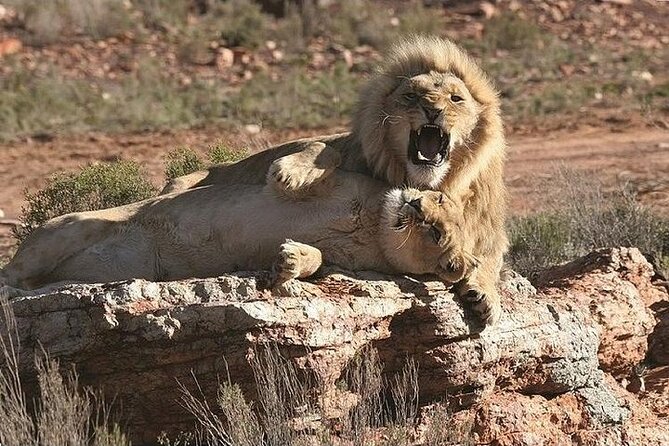 Cape Town Morning or Afternoon Safari Pick up Drop off Included - Is $257 a Fair Price?