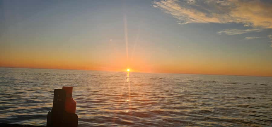 Cape Town: Ocean Safari 1 Hour - Searching for seals, penguins, and dolphins
