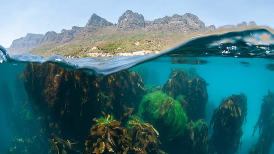 Cape Town: Ocean Safari in Hout Bay - Key points to know before you book