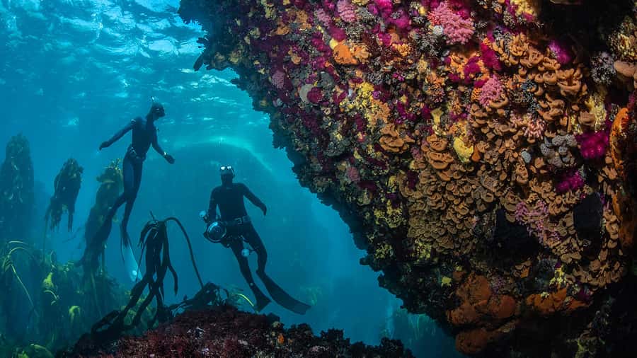 Cape Town: Ocean Safari in Hout Bay - The best fit for this Hout Bay outing