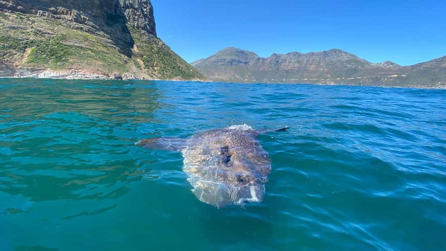 Cape Town: Ocean Safari in Hout Bay - Seal colonies from the boat