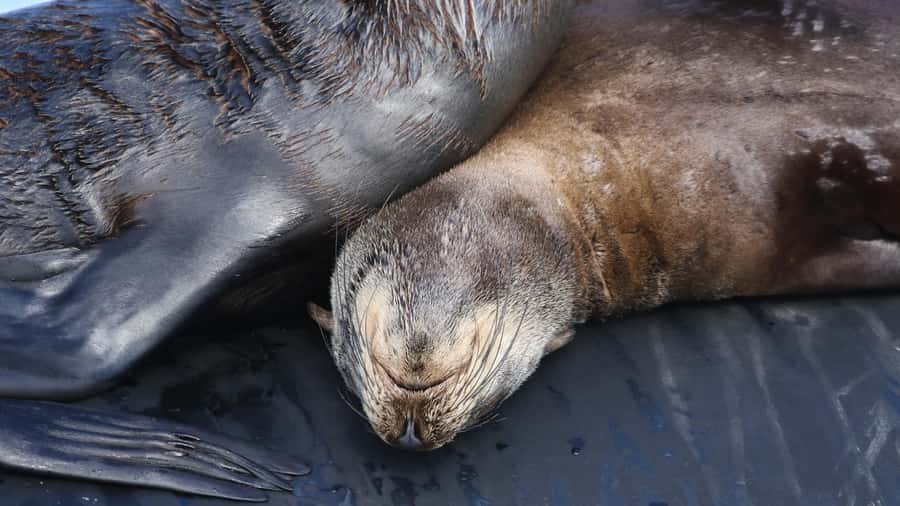 Cape Town: Ocean Safari in Hout Bay - Snorkeling among kelp and shipwrecks