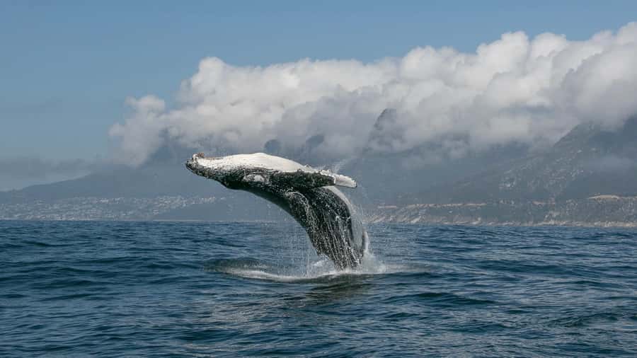 Cape Town: Ocean Safari in Hout Bay - What the cold-water setup is really like