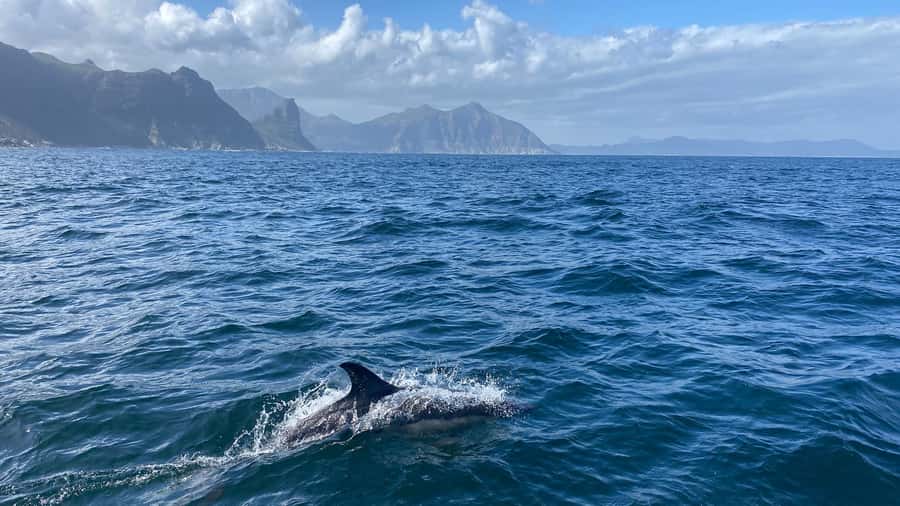 Cape Town: Ocean Safari in Hout Bay - How the $186 price measures up