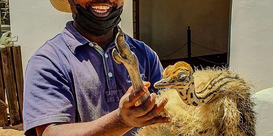 CAPE TOWN: OSTRICH RANCH QUAD BIKE RIDE & OSTRICH TOUR - How the family appeal works