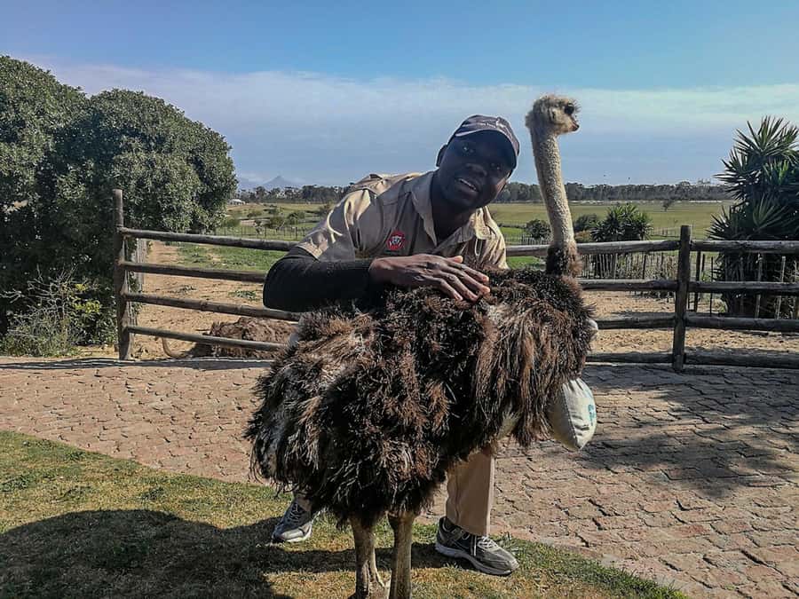 CAPE TOWN: OSTRICH RANCH QUAD BIKE RIDE & OSTRICH TOUR - What $62 per person really buys
