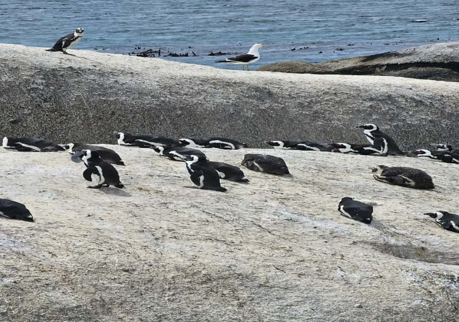 Cape Town: Penguin Watching at Boulders Beach Half Day Tour - Five things to know before you book