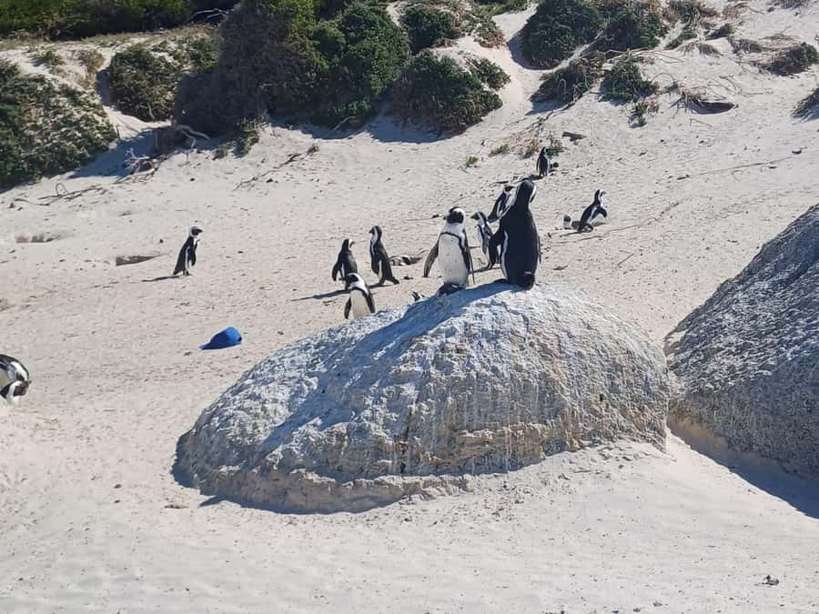 Cape Town: Penguin Watching at Boulders Beach Half Day Tour - Swimming near penguins, with sensible limits