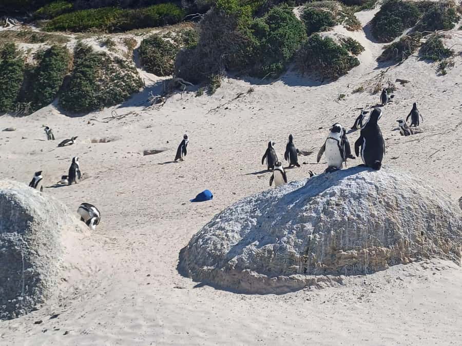 Cape Town: Penguins and Cape of Good Hope Sunset Tour - Cape Point and the New Cape Point Lighthouse