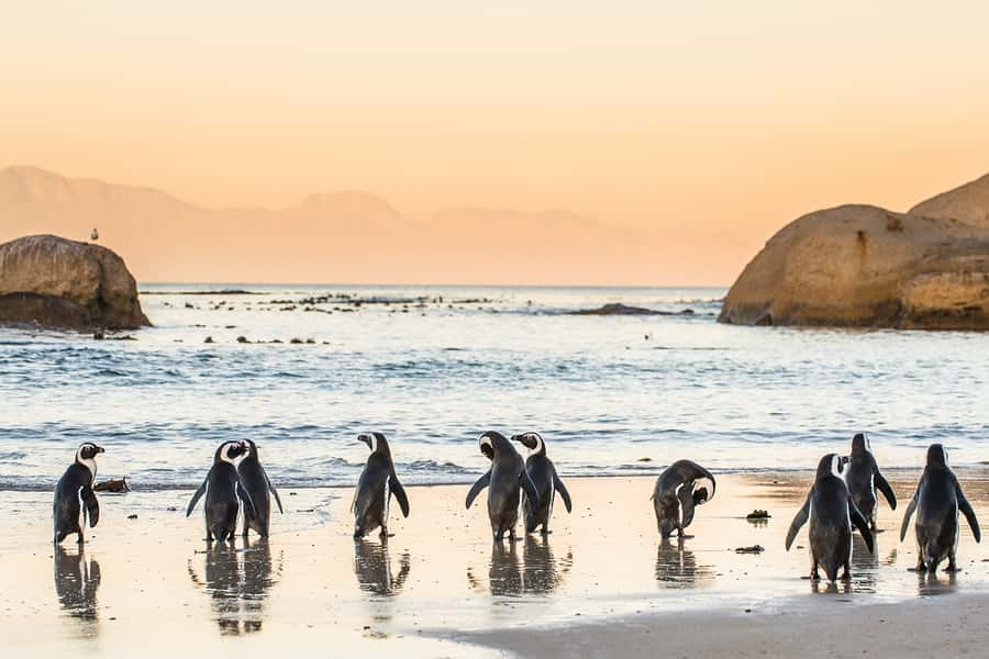 Cape Town: Penguins & Cape of Good Hope Day Tour with Pickup - Key points to know before booking