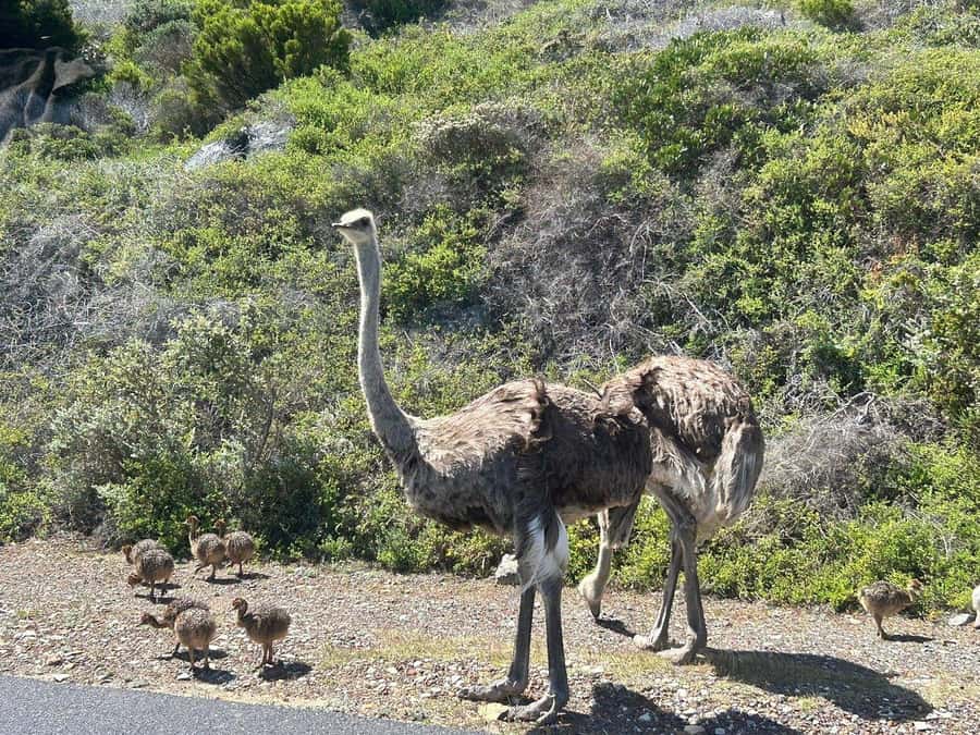 Cape Town: Penguins & Cape of Good Hope Day Tour with Pickup - The real price: what $29 does and does not cover