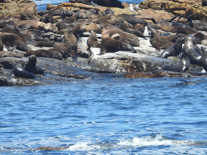 Cape Town: Penguins & Cape of Good Hope Half Day Shared Tour - Price, extra fees, and real value