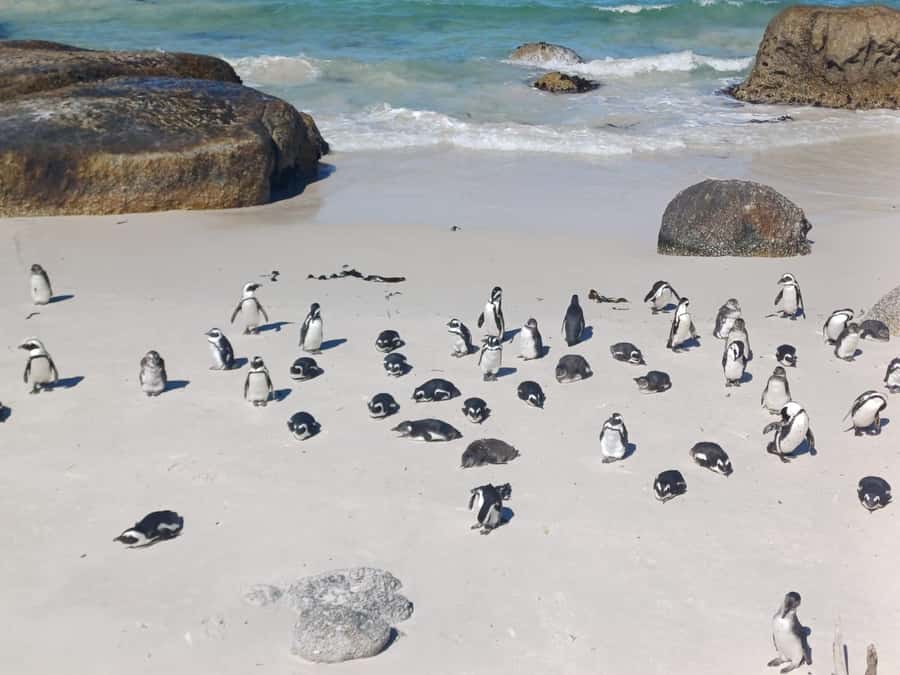 Cape Town: Penguins & Cape of Good Hope Half-Day Tour - Muizenberg and St. James: colorful first impressions