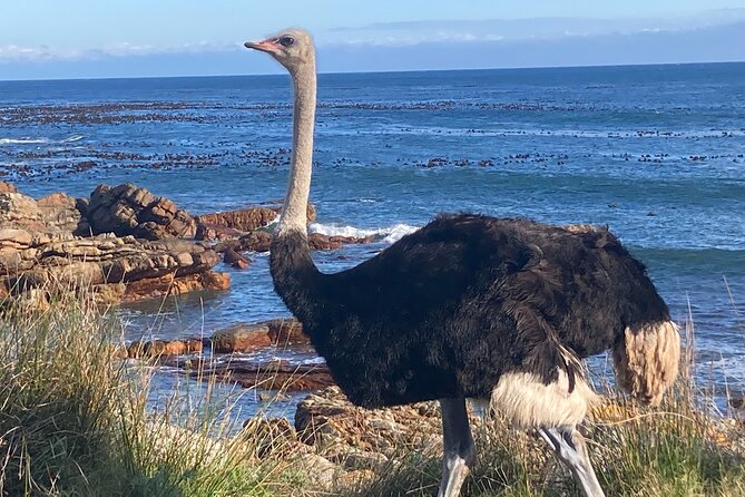 Cape Town: Peninsula, Cape of Good Hope and Penguins Tour - Camps Bay: A Quick Start Beside the Twelve Apostles
