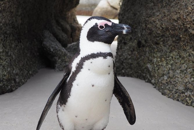 Cape Town Peninsula Day Tour ( Cape Point/Boulders/Wine Tasting) - The guides can make or break the day