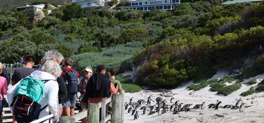 Cape Town: Peninsula, Penguins & Cape of Good Hope Day Tour - Key points to know before booking