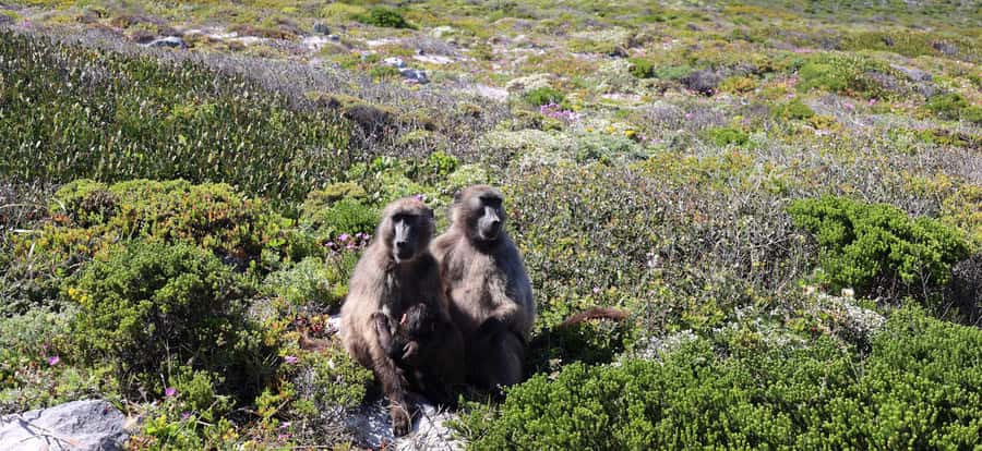 Cape Town: Peninsula, Penguins & Cape of Good Hope Day Tour - Maidens Cove and Hout Bay: big views, short stops