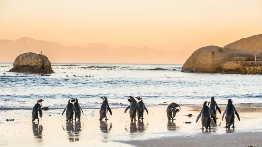 Cape Town: Peninsula, Penguins & Cape of Good Hope Day Tour - Simon’s Town and lunch at your own expense