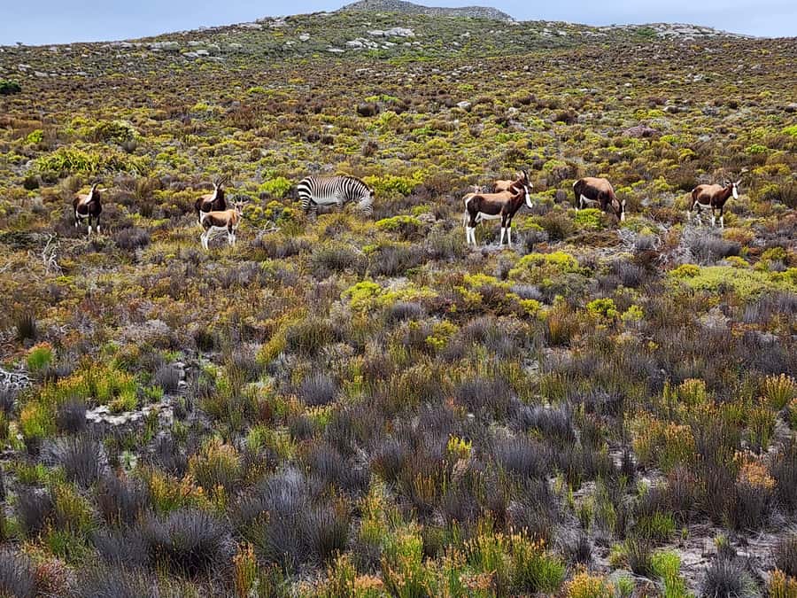 Cape Town: Peninsula, Penguins & Cape of Good Hope Day Tour - The return along False Bay