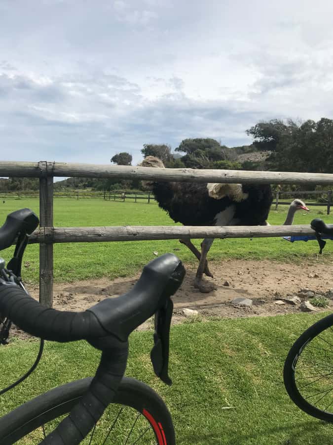 Cape Town: Peninsula Road Bike Tour - Boulders Beach adds penguins to a hard ride