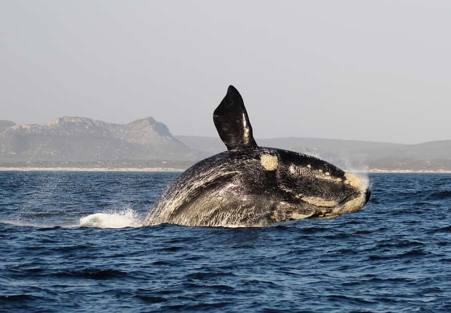 Cape Town: Premium Attractions City Pass with Bus Tour - Smaller inclusions that can fill a spare hour
