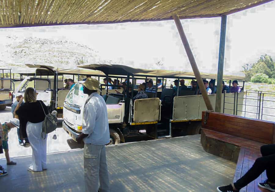 Cape Town: Private Aquila Reserve Safari with Winery Lunch - Key points to know before booking