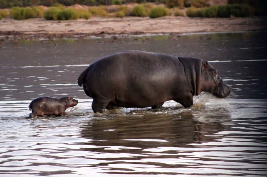Cape Town: Private Aquila Reserve Safari with Winery Lunch - What this Cape Town day trip really includes