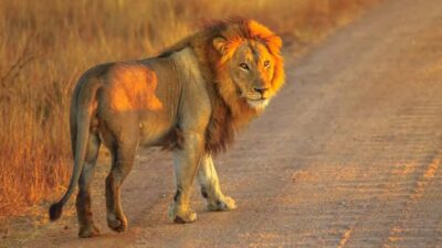 Private Aquila Reserve Safari with Winery Lunch