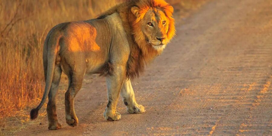 Cape Town: Private Aquila Reserve Safari with Winery Lunch - Two to three hours searching for the Big Five