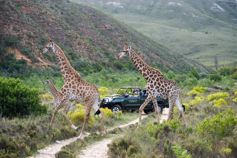 Cape Town: Private Aquila Reserve Safari with Winery Lunch - Buffet lunch at the reserve