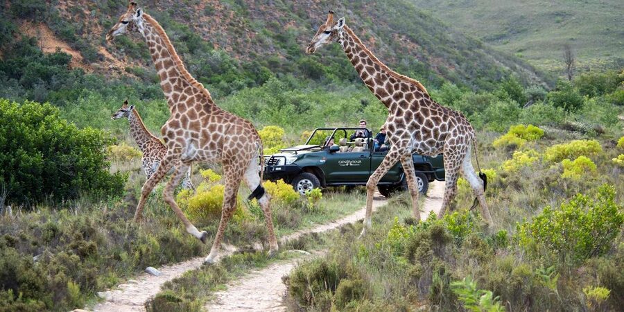 Cape Town: Private Aquila Reserve Safari with Winery Lunch - Fairview Wine and Cheese, often before noon