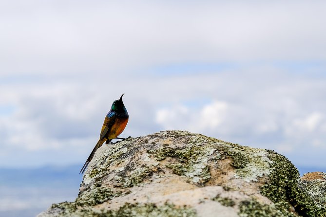Cape Town Private Birding Tour - Why this private Cape Town day works well