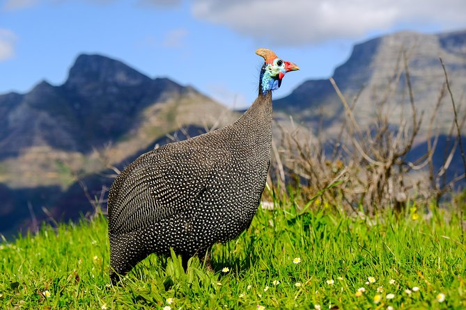 Cape Town Private Birding Tour - Strandfontein: the practical birding powerhouse