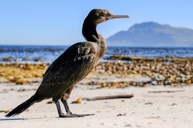Cape Town Private Birding Tour - Silvermine Dam: a beautiful final possibility