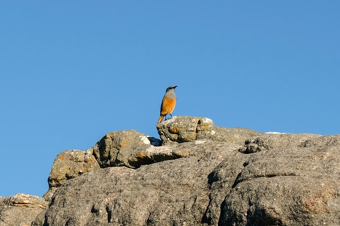 Cape Town Private Birding Tour - Mark Hawthorne’s guiding is the main value