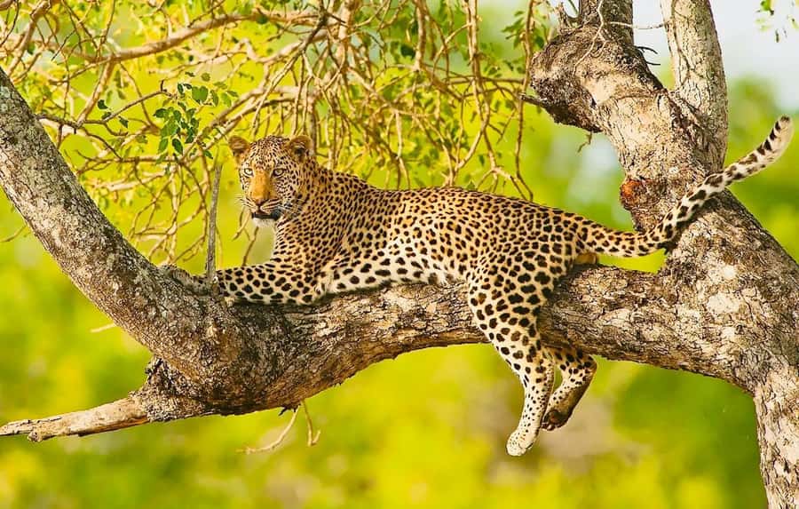 Cape town: Private Full-day Big 5 Aquila Game Reserve Tour - Key points before you book