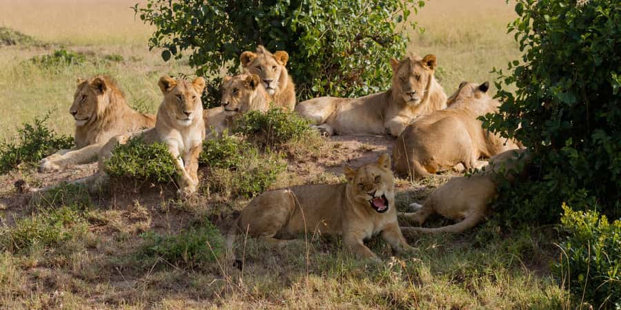 Cape town: Private Full-day Big 5 Aquila Game Reserve Tour - Why this Cape Town safari works as a day trip